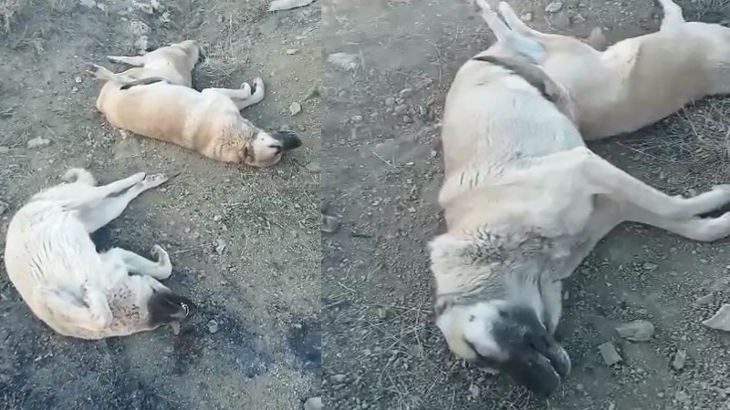 Maden’de köpek katliamı: 10 köpek zehirlendi