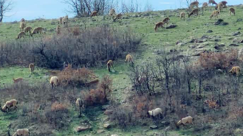 Karakoçan’da Dağ Keçileri Sürü Halinde Görüntülendi