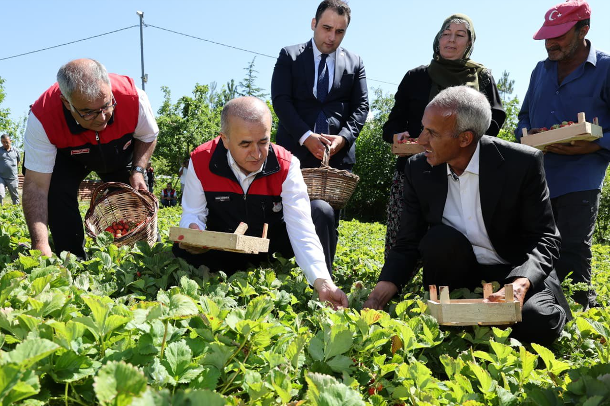 Maden'de Çilek Hasadı