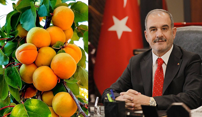 Baskil kayısısına marka hamlesi